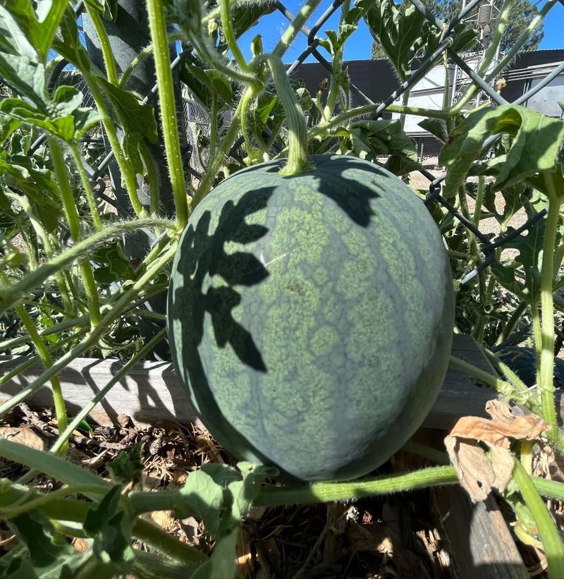 11. Watermelon