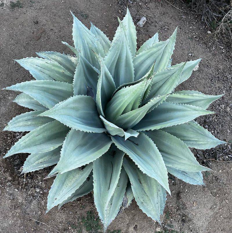 11. Whale's Tongue Agave