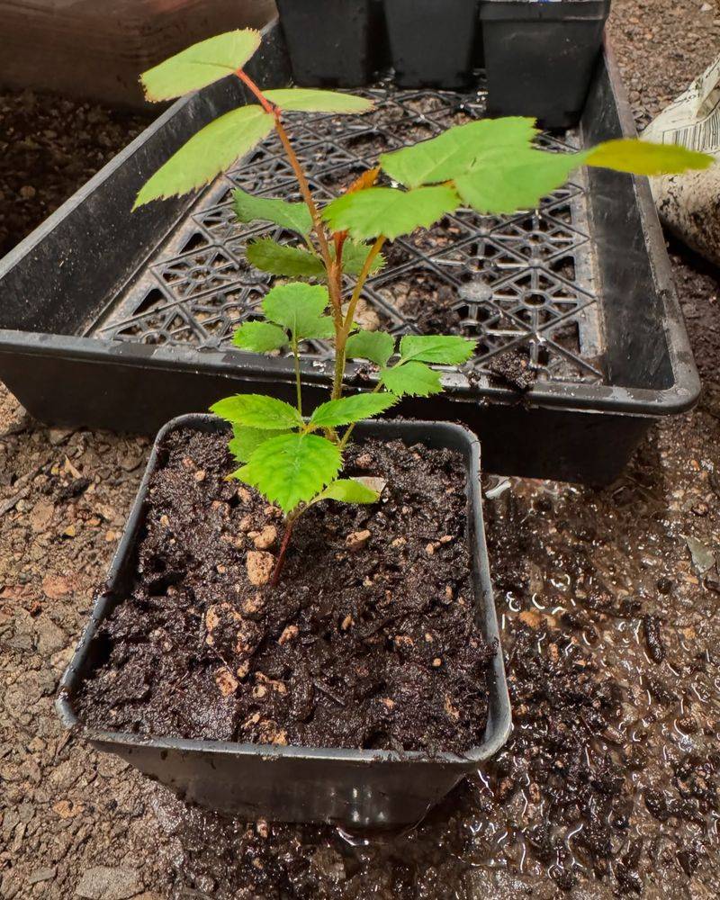 11. Master The Art Of Thinning Seedlings
