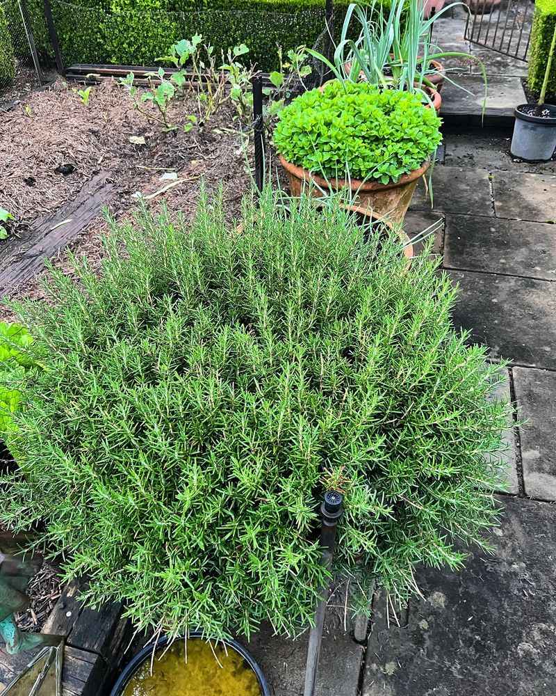 11. Rosemary
