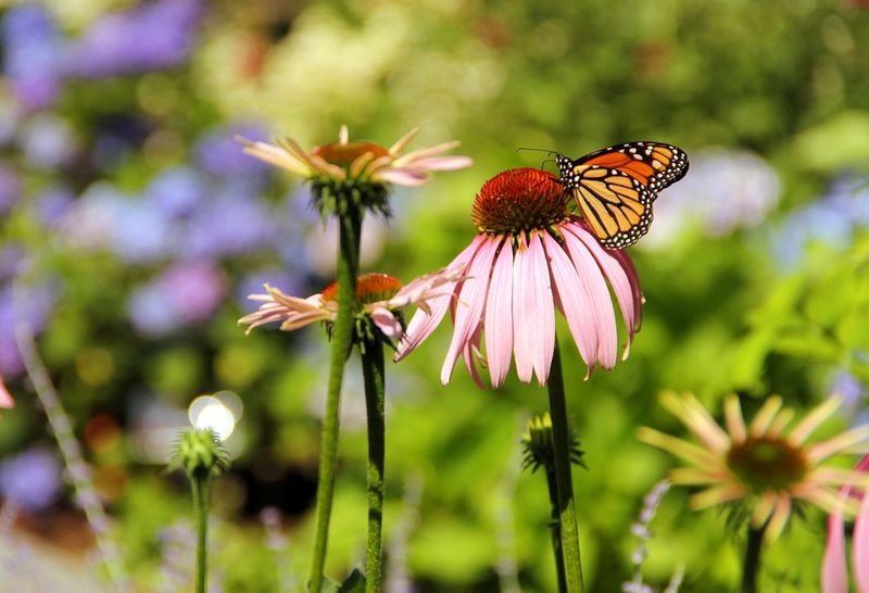 11. Pale Pink: Echinacea And Milkweed