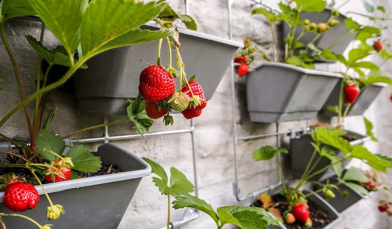 11. Berry Windowboxes