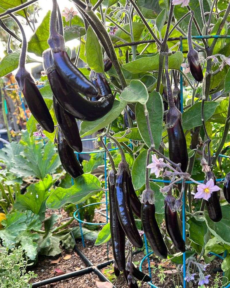 11. Eggplant - Summer's Purple Jewel