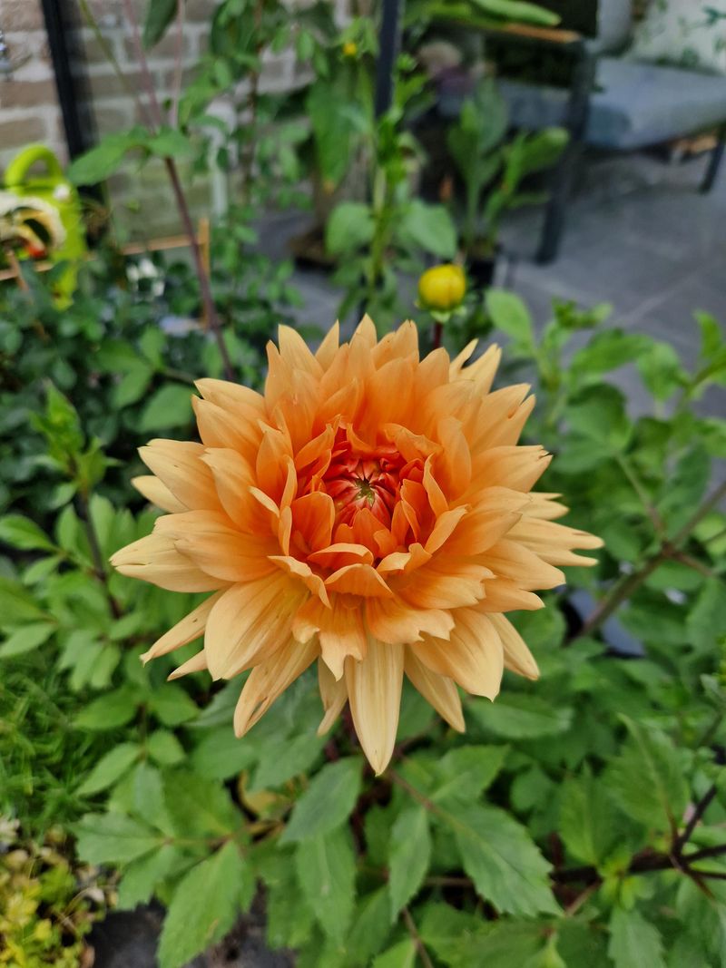 11. Noordwijks Glorie