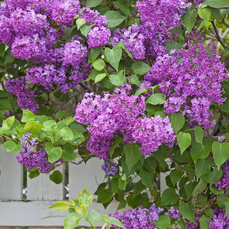 11. Lilac