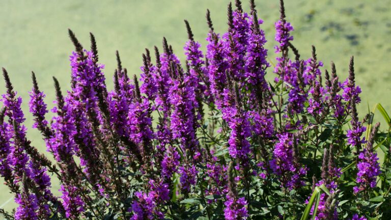 purple loosestrife