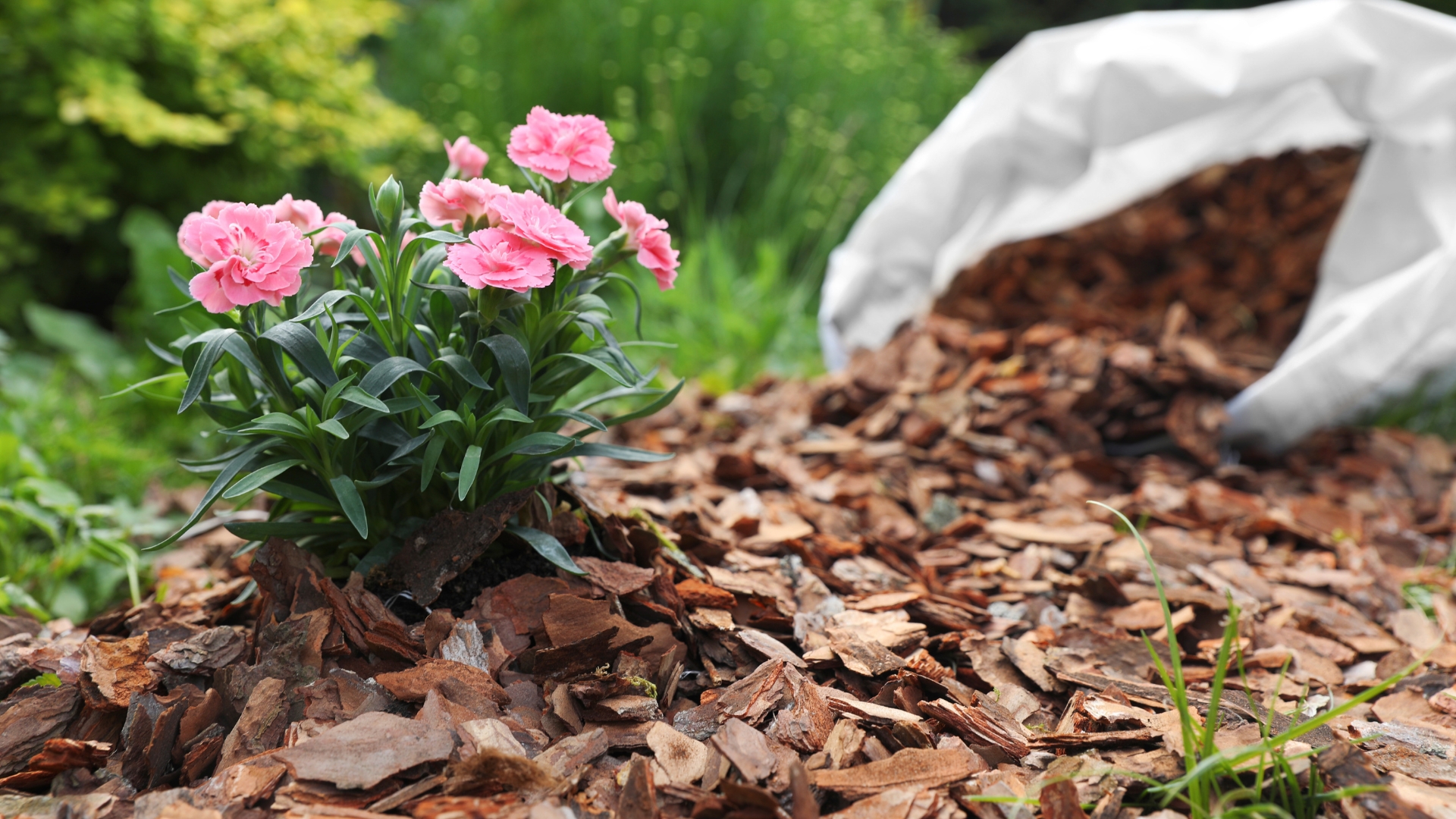 mulch around roses