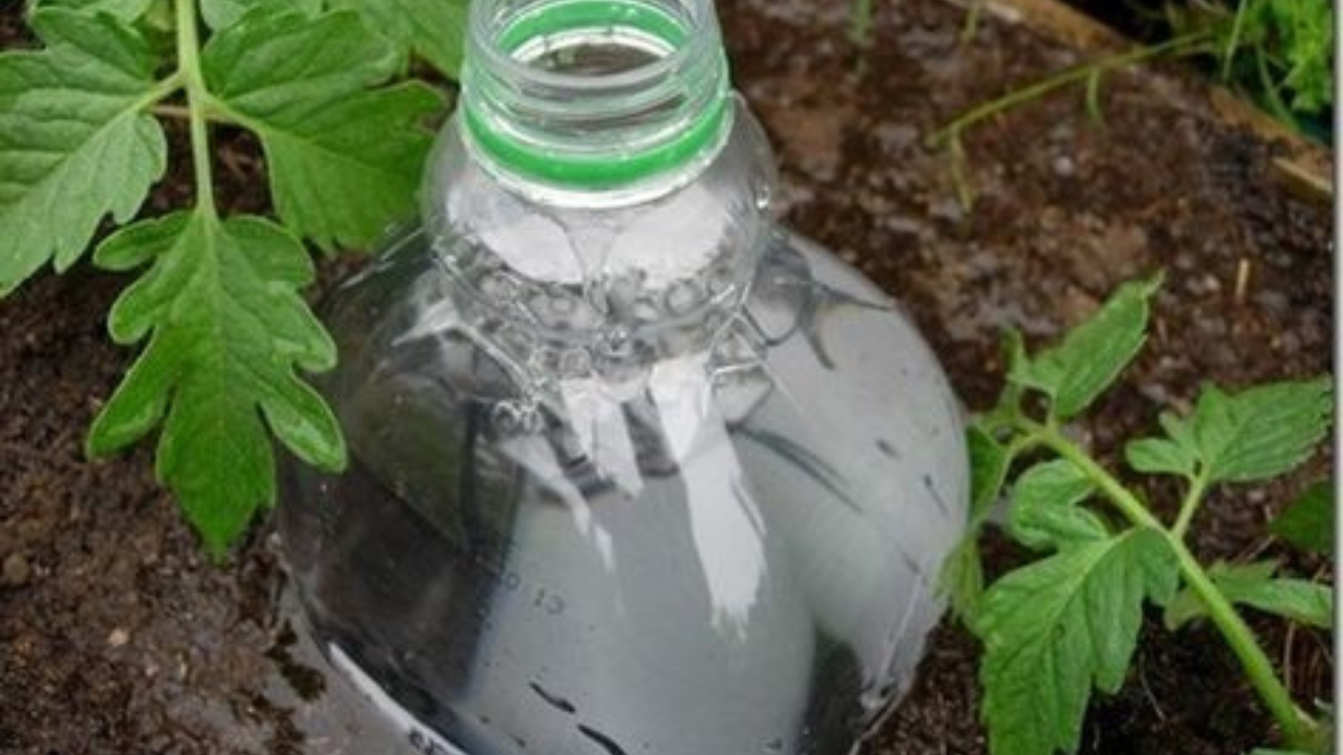 soda bottle buried next to a tomato plant