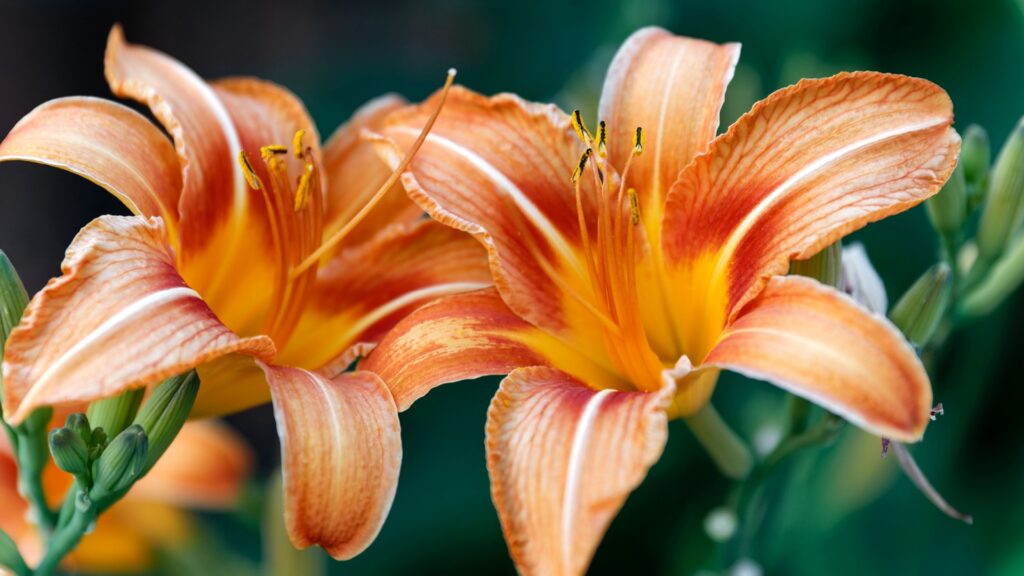 Stella de Oro Daylilies