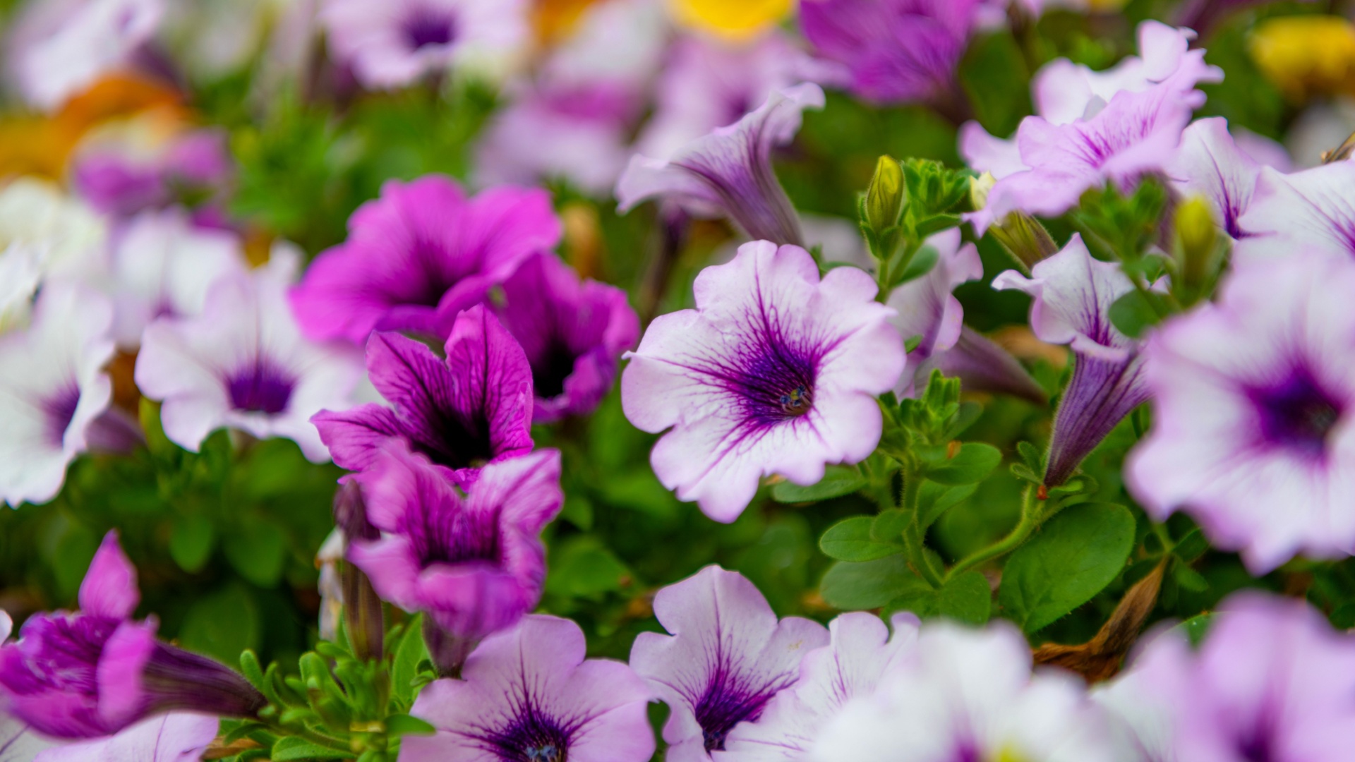 purple petunias