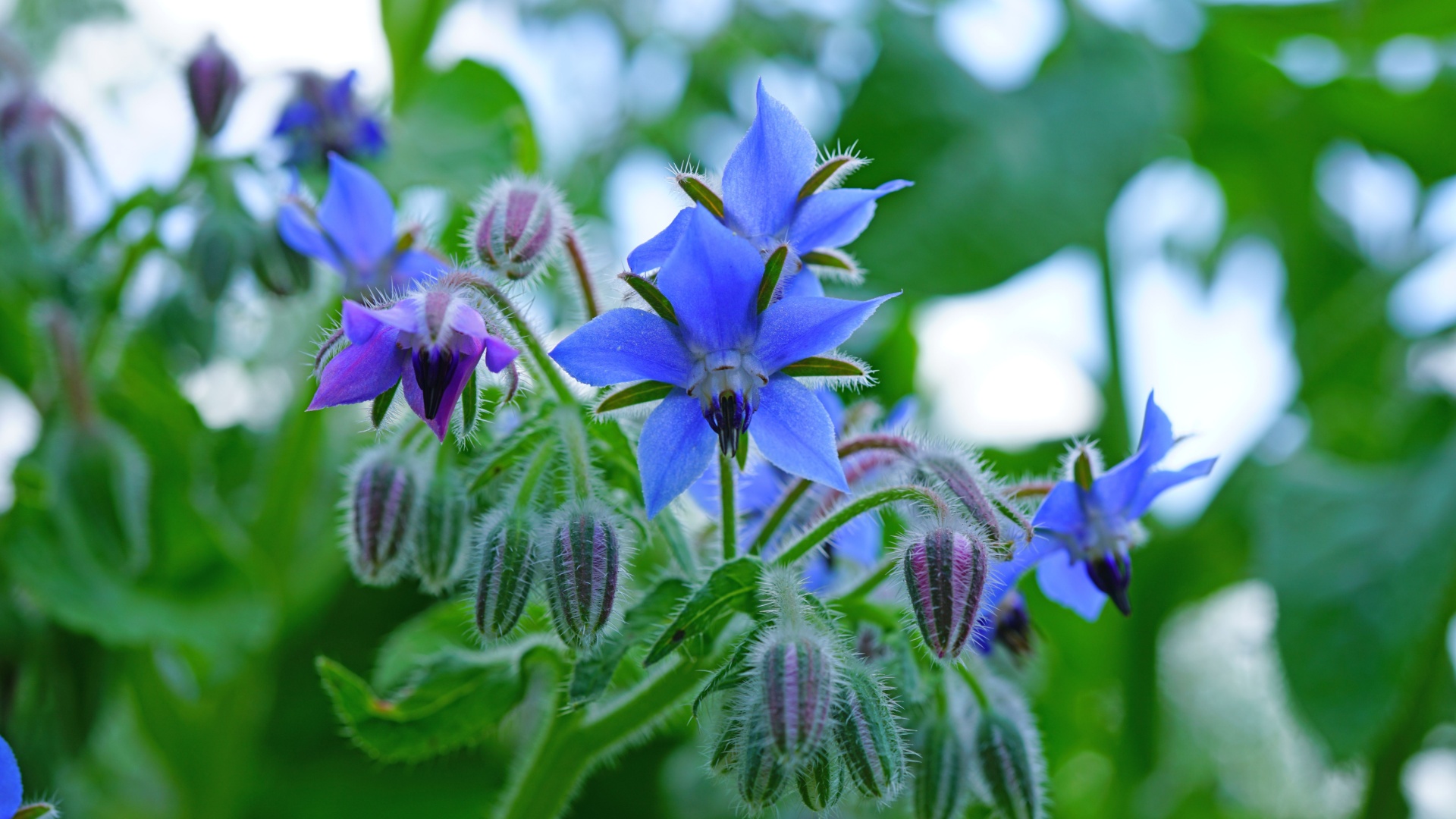 borage flower
