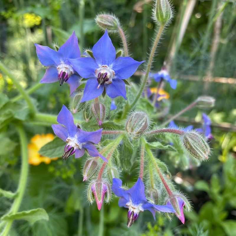 Pollinator Paradise