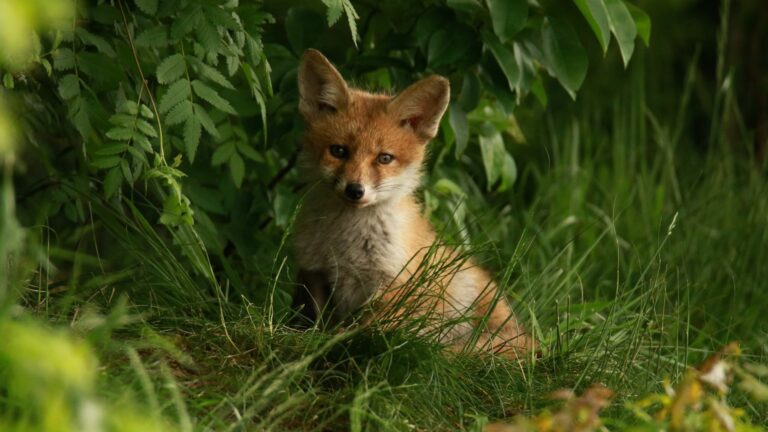 fox in nature