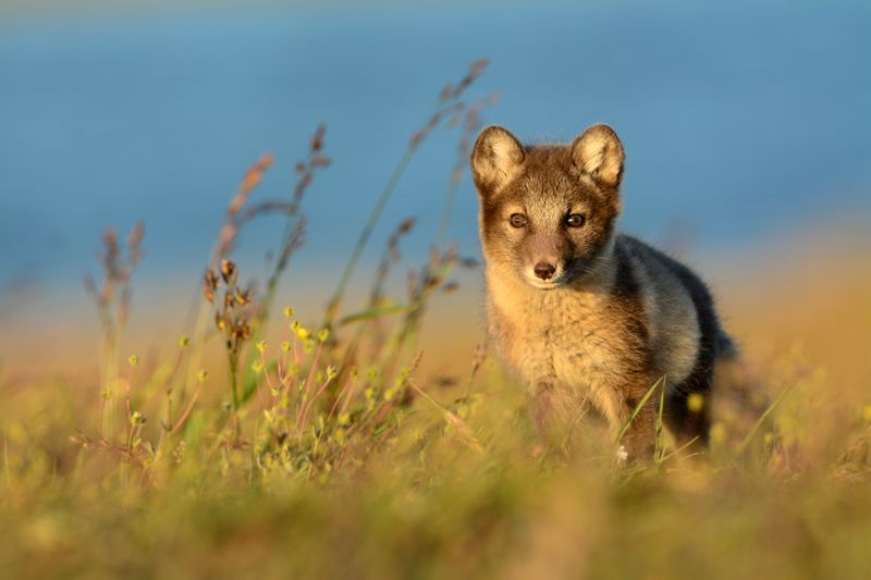 Alaska's Wilderness Supports Thriving Fox Communities