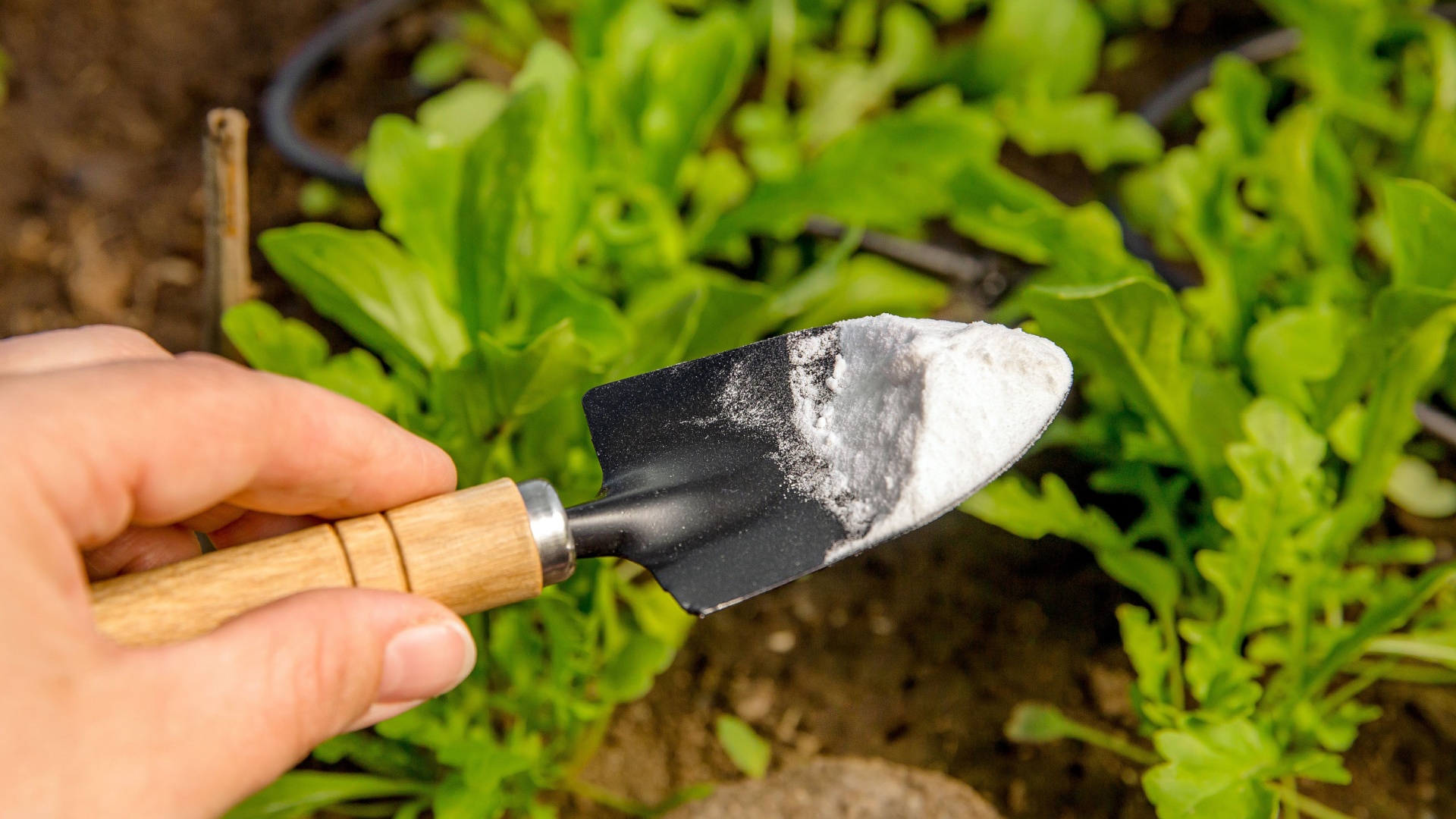 11 Ways This Cheap Kitchen Staple Can Rescue Your Dying Potted Plants