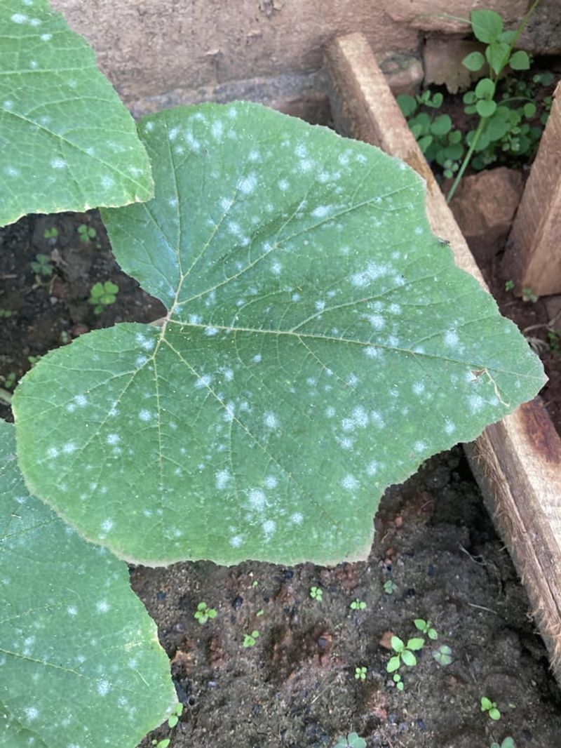 Fights Powdery Mildew