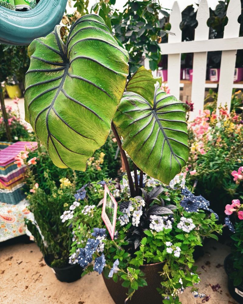 12. Elephant Ears: Oversized Tropical Impact