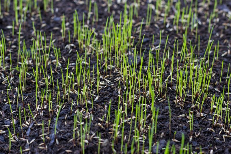 12. Interferes With Proper Reseeding
