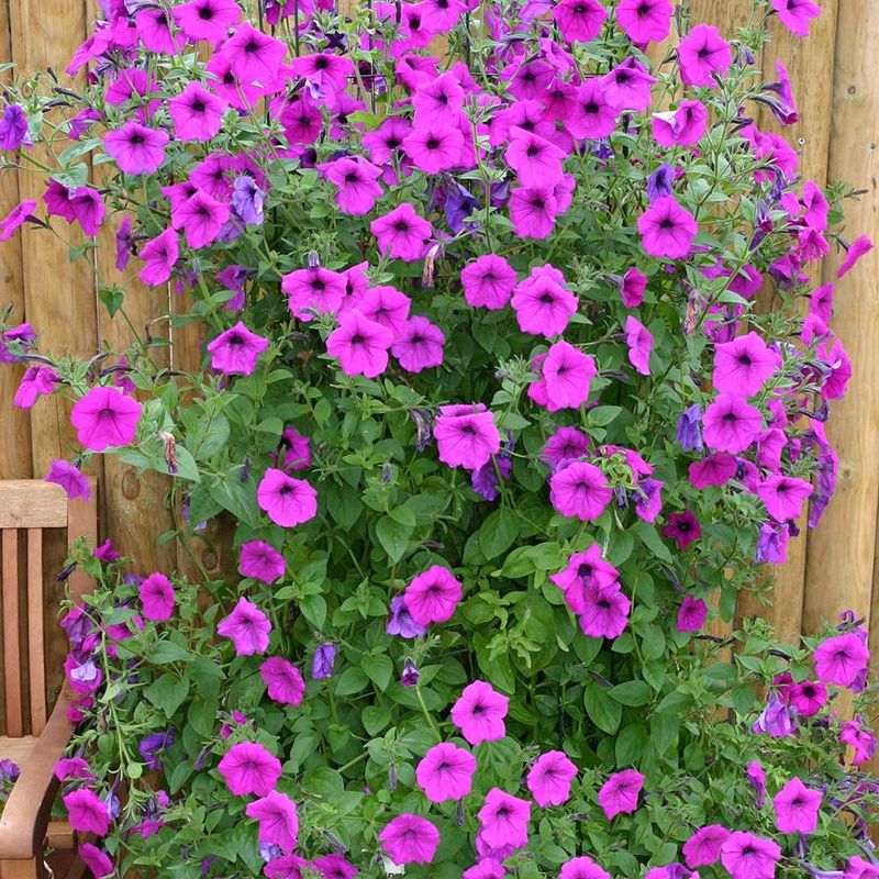 12. Support Trailing Varieties Effectively