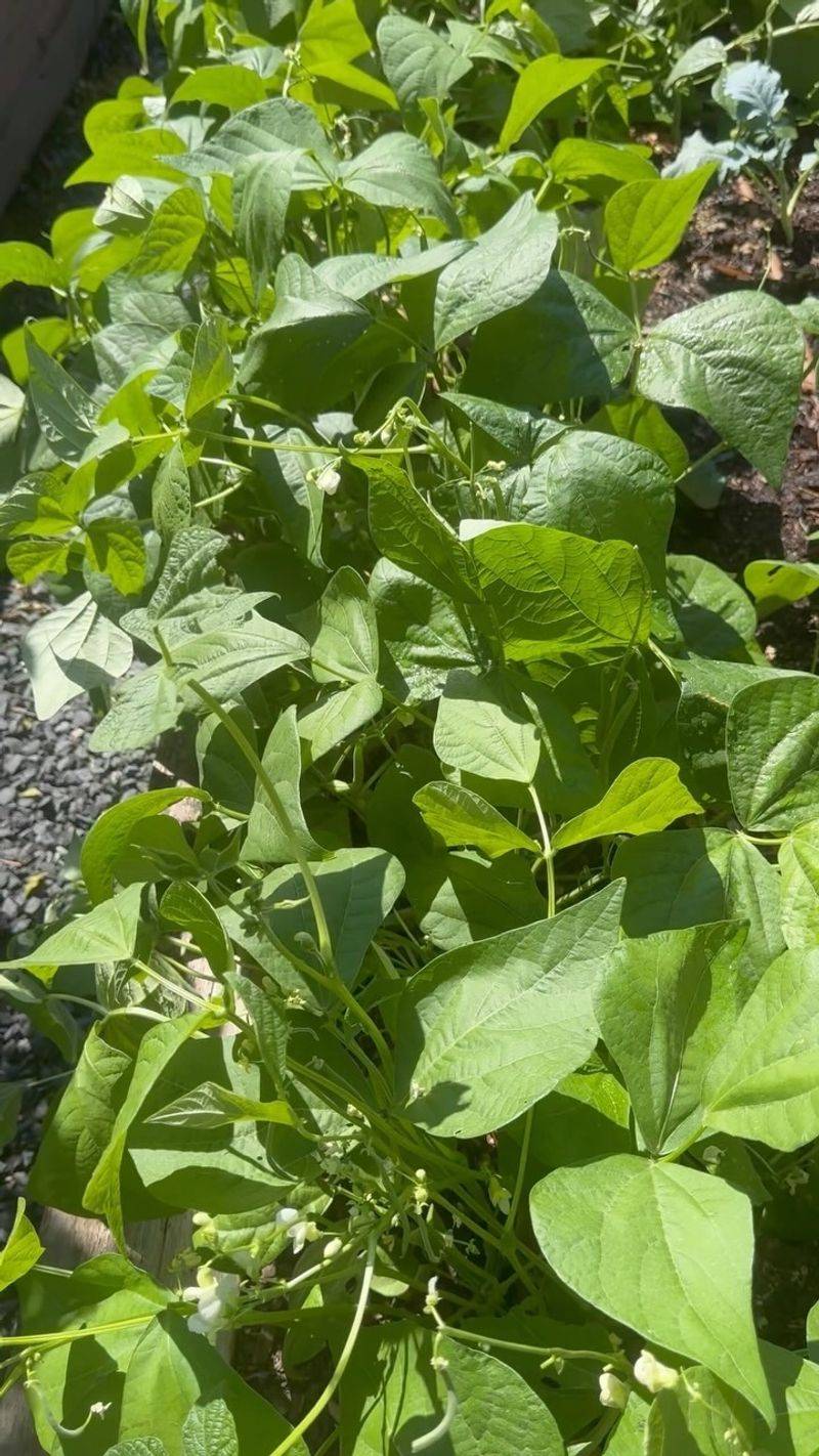 12. Bush Beans - Quick Summer Crop