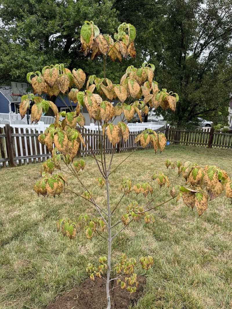 12. Dogwood Trees