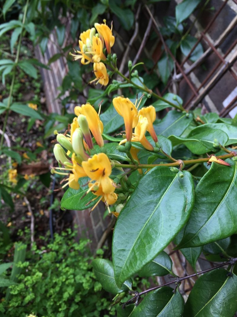 12. Flowering Only At The Tips