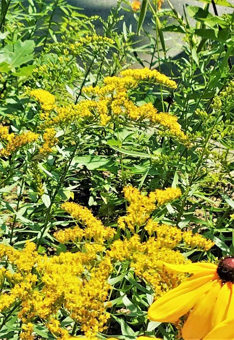 12. Golden Yellow: Goldenrod And Rudbeckia