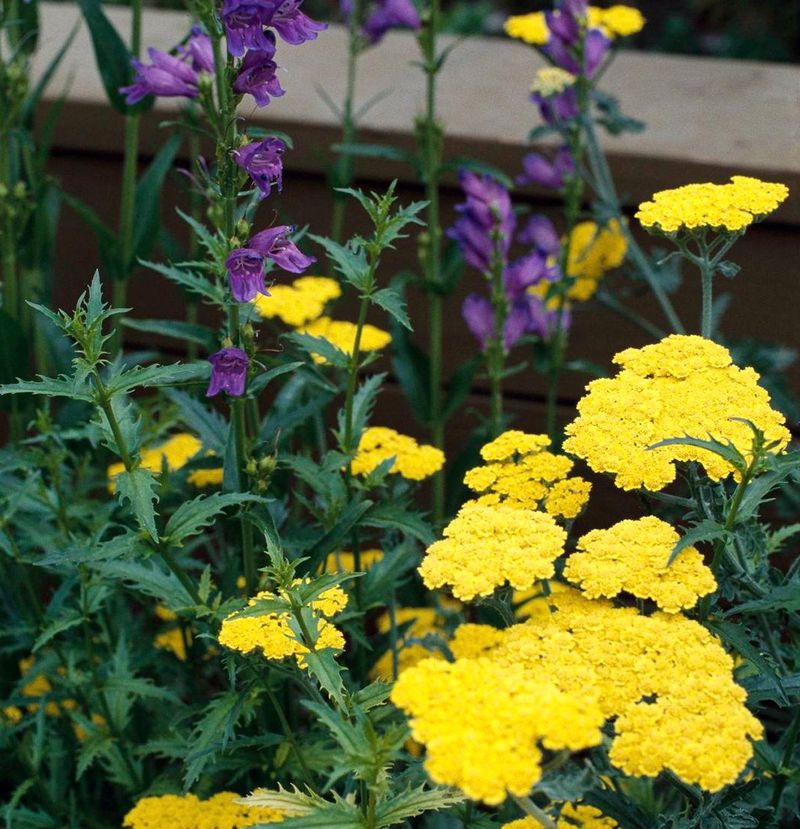 12. Yarrow