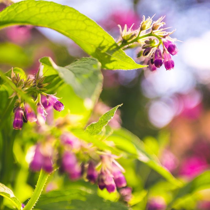 12. Low-Maintenance Perennial