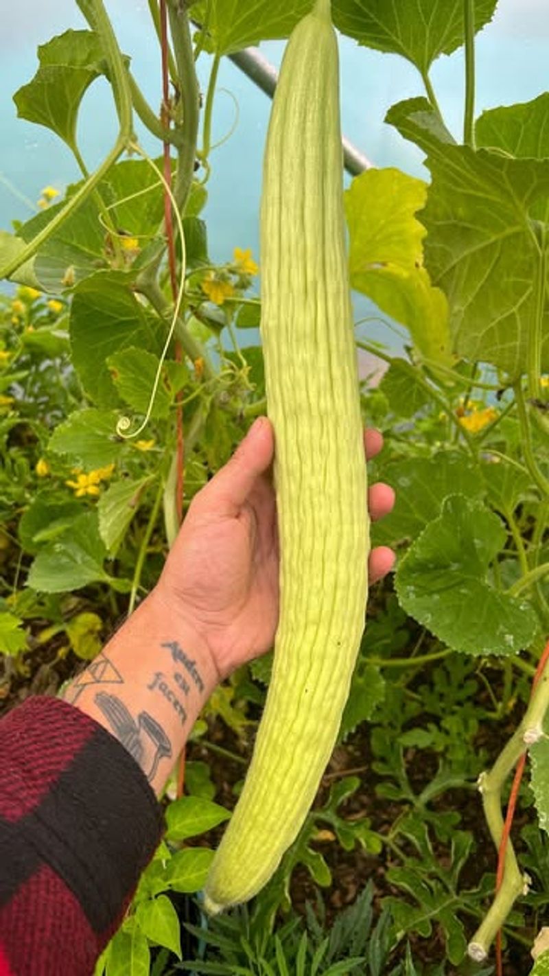 12. Yardlong Melons