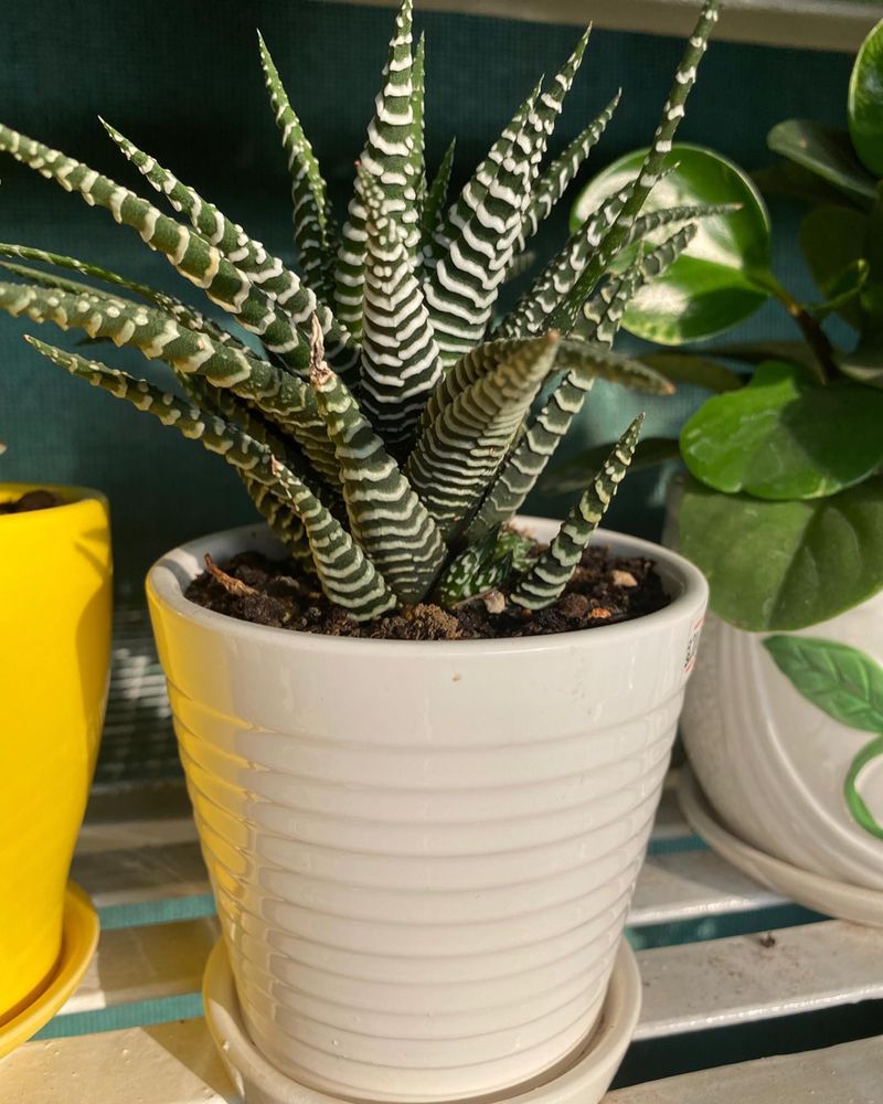 12. Zebra Haworthia