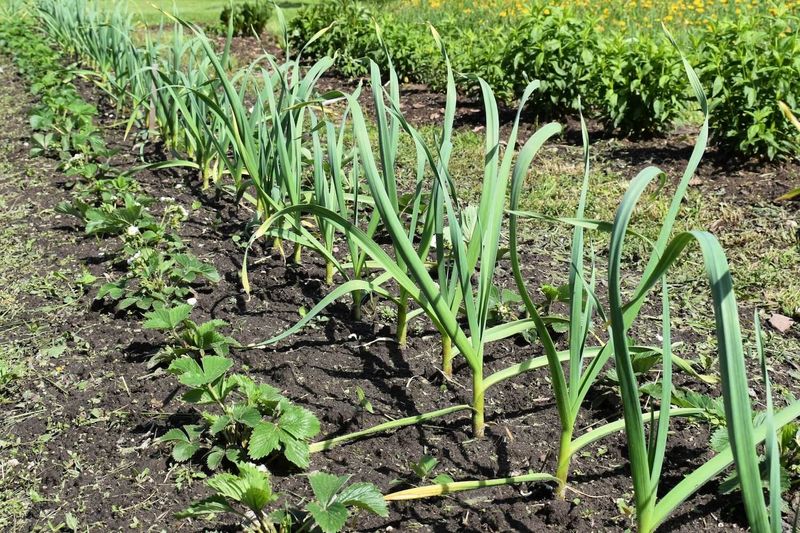 Aromatic Garlic Bulbs