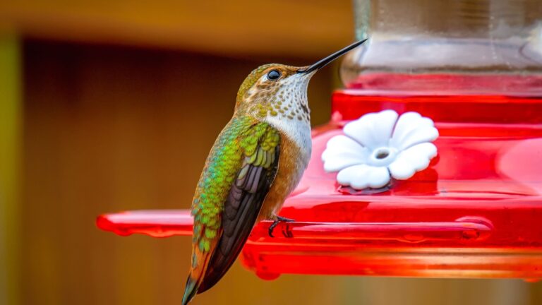 hummingbird on a feeder