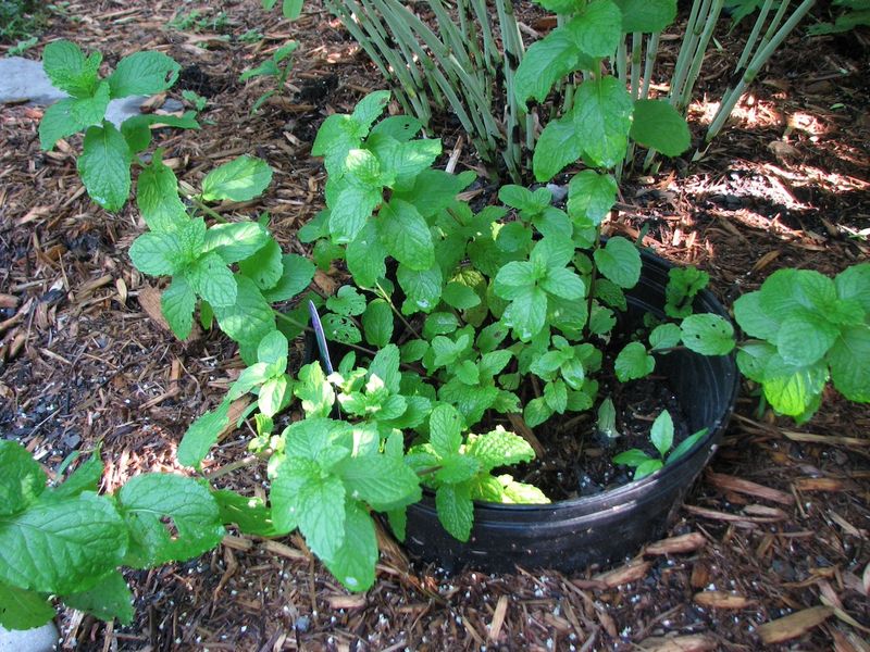 Mint: The Underground Invader