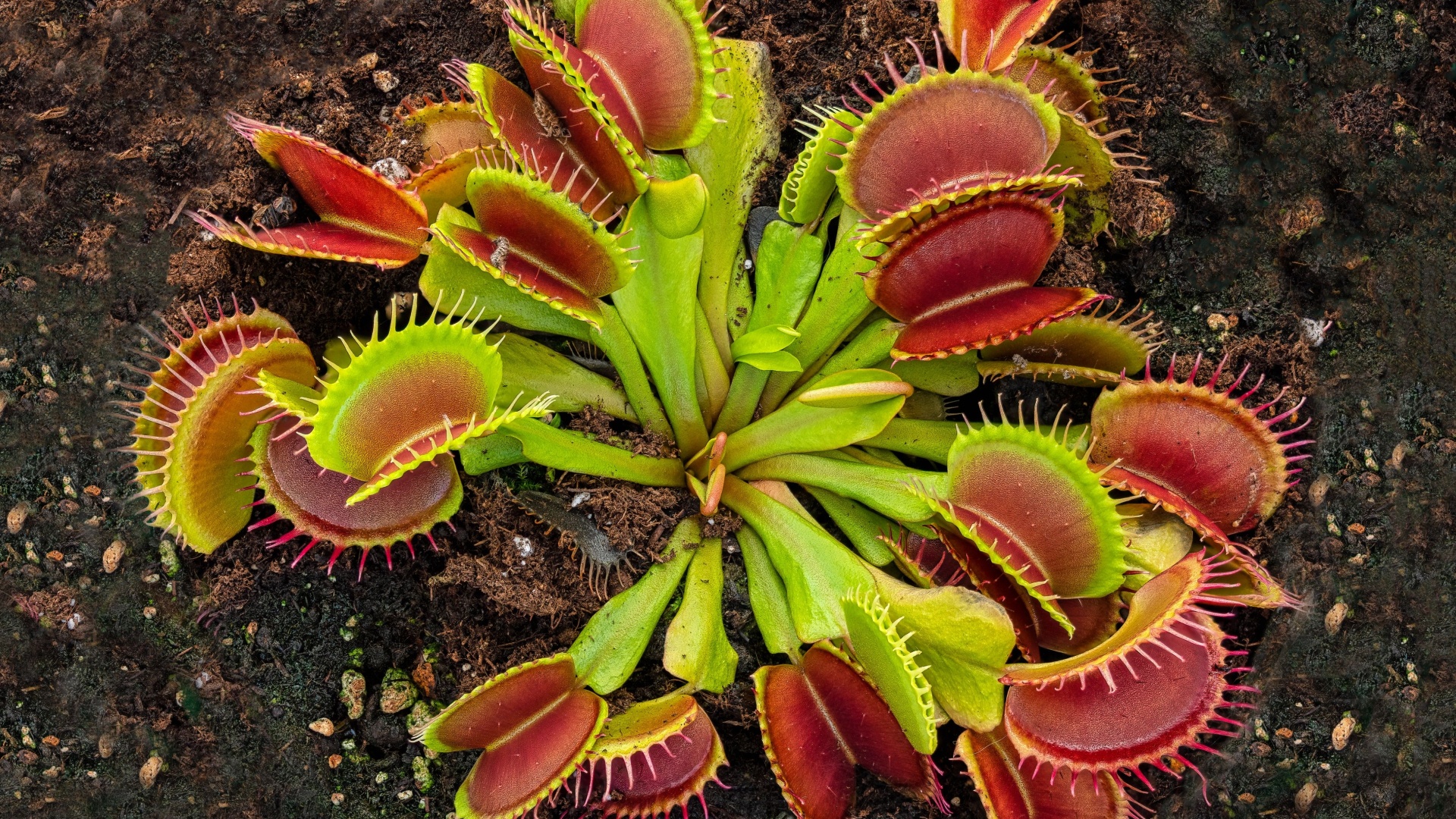 venus flytrap