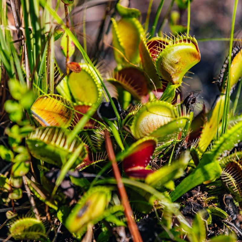 Venus Flytrap: The Carnivorous Celebrity