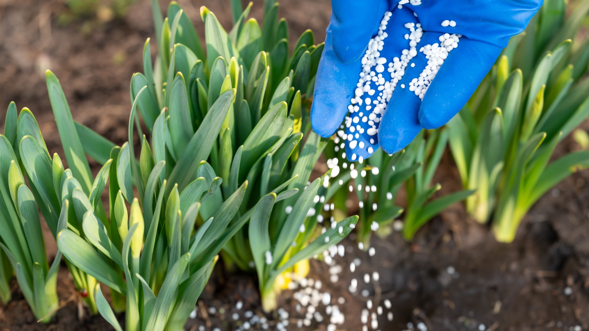 gardener adds fertilizer to plants