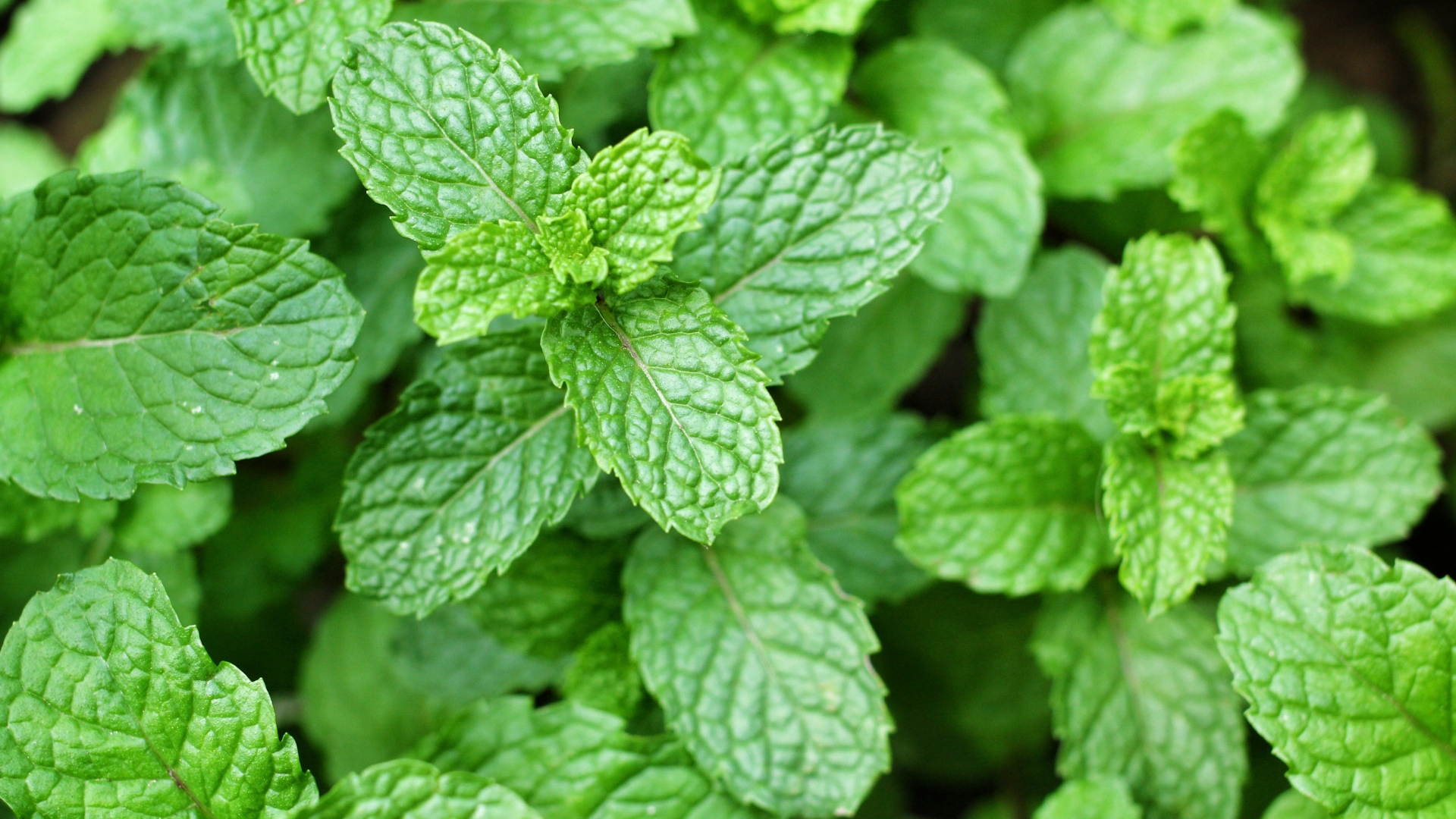 mint