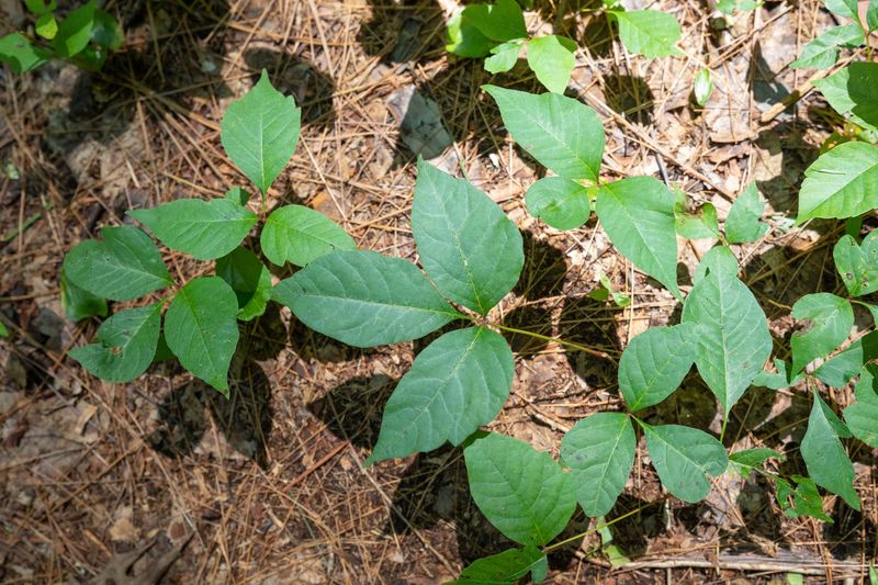 Poison Ivy: The Three-Leaf Menace