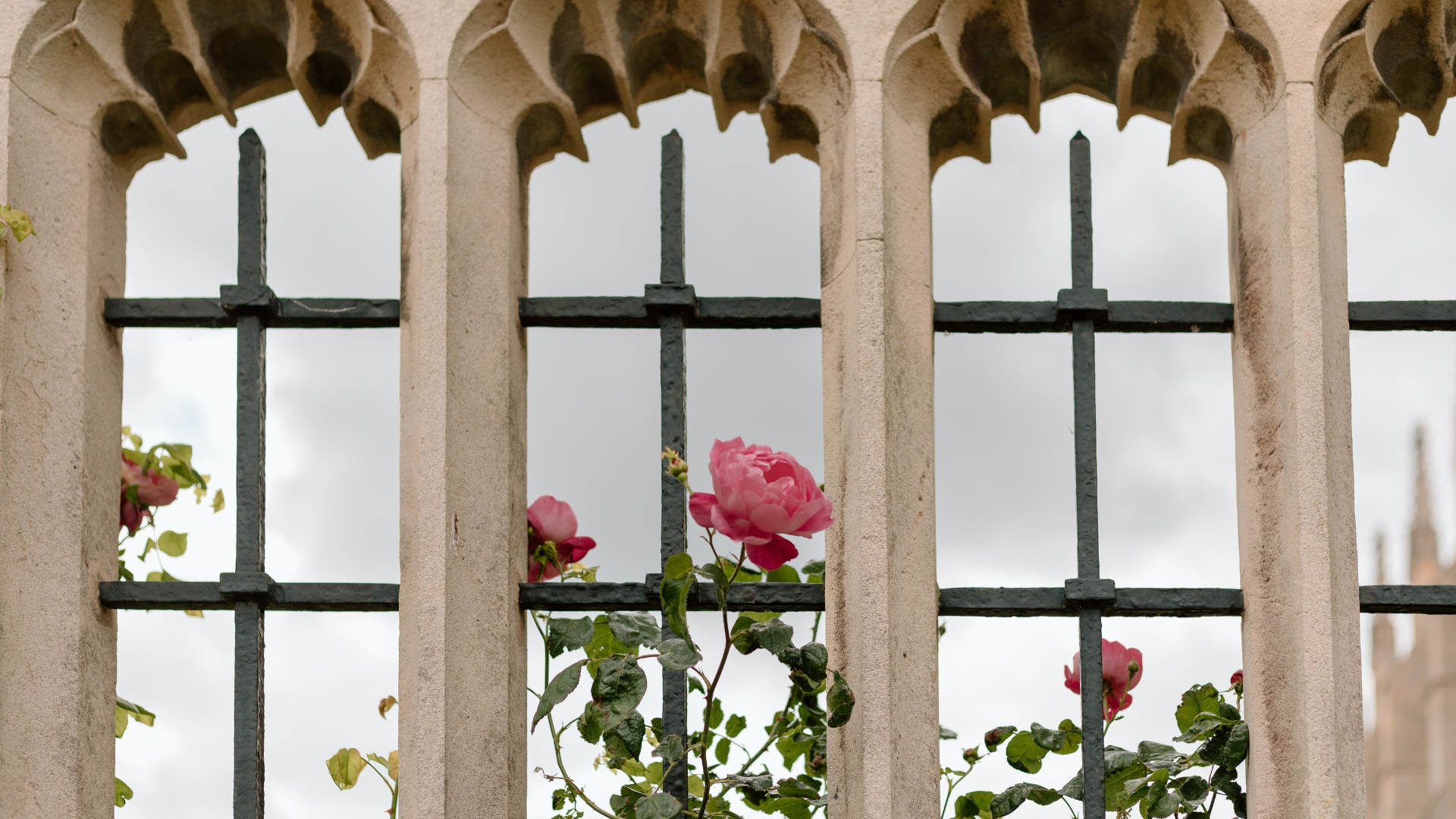 12 Quick Tips To Keep Peonies Upright All Season (And What Else You Can Do)