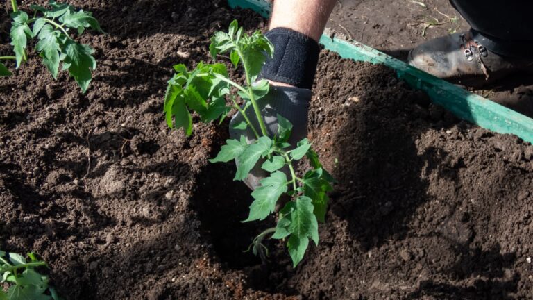 gardener plants tomatoes
