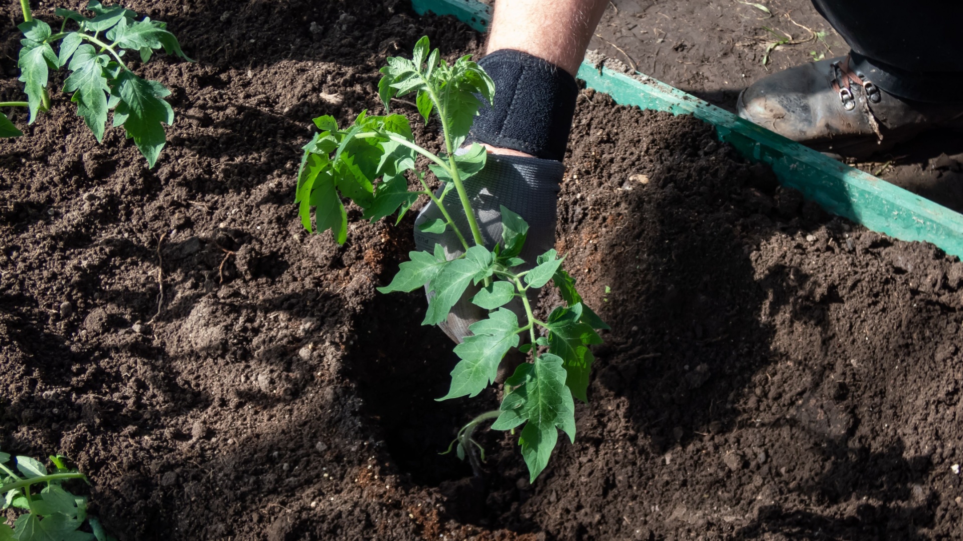12 Reasons Gardeners Are Sticking Matchsticks In Their Tomato Holes