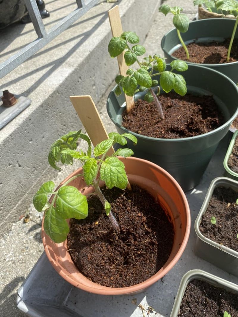 Add Sulfur to the Soil