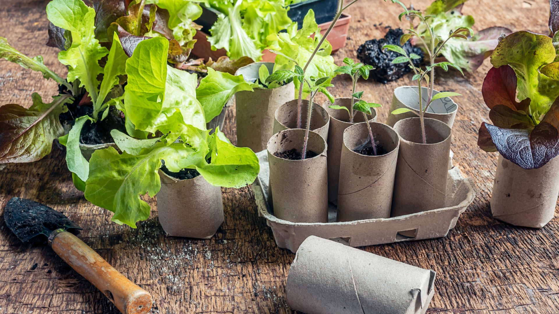 toilet paper rolls for seedlings