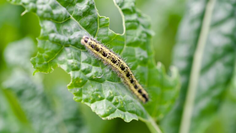 white caterpillar on a plant leaf