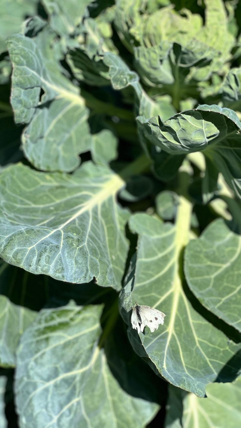 Voracious Leaf Destroyers