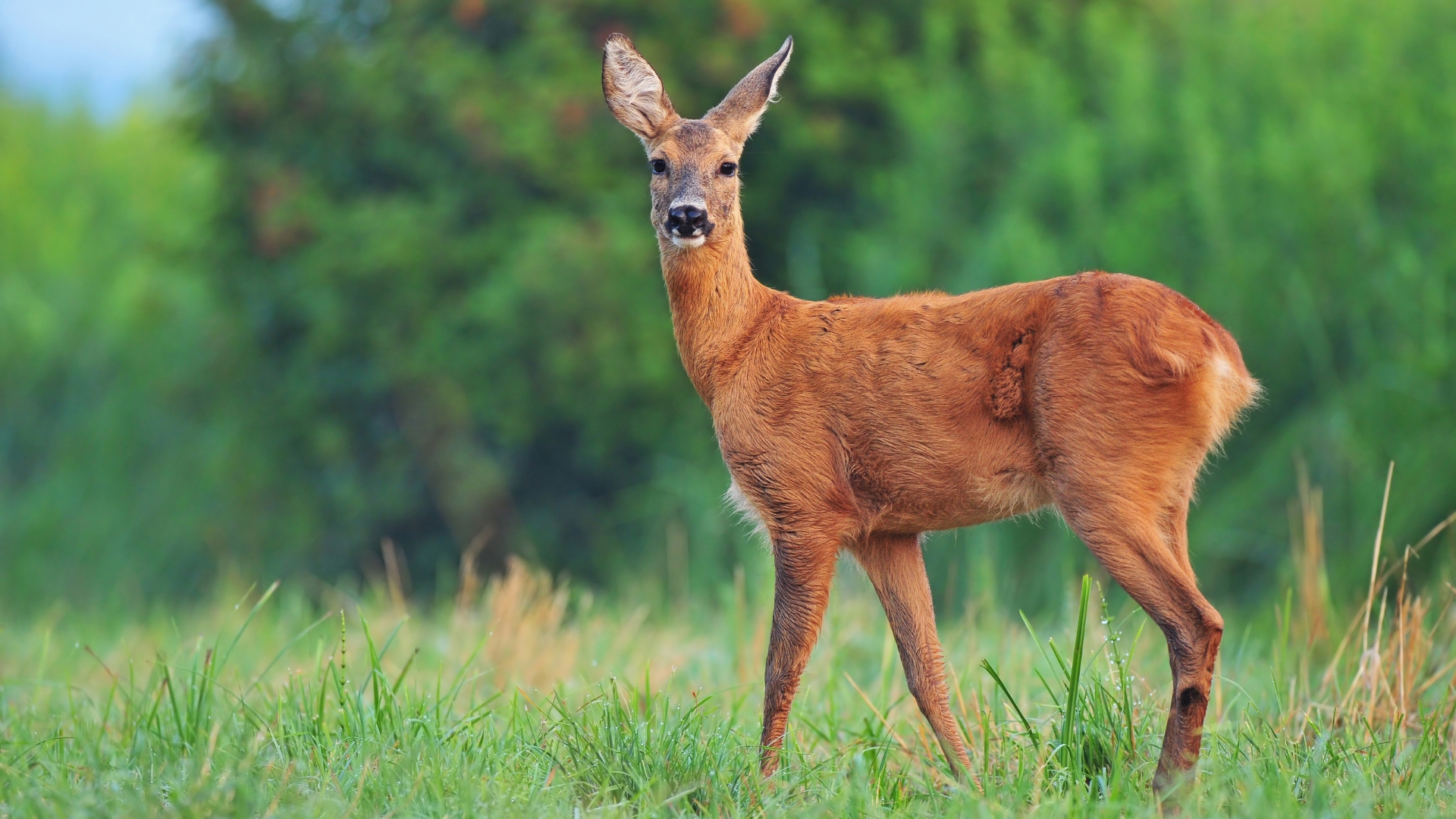 deer