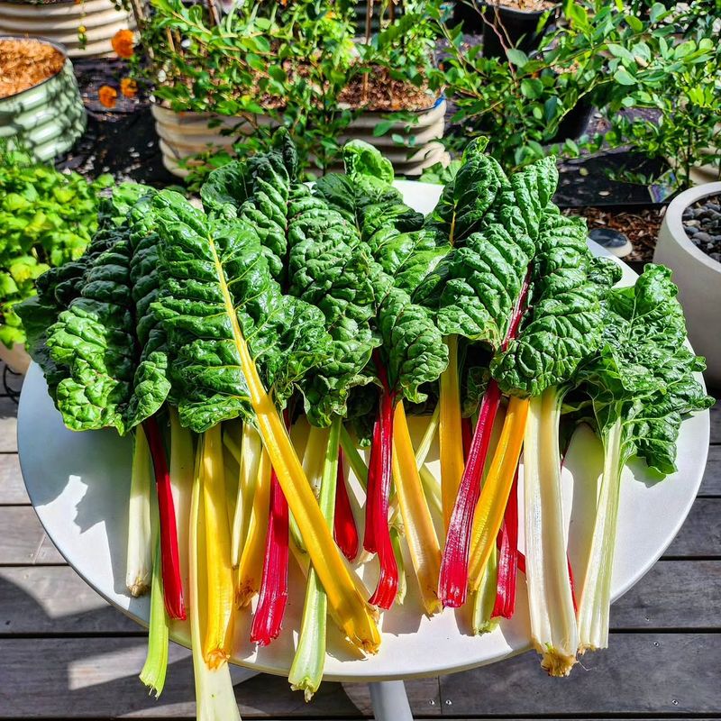 Rainbow Swiss Chard