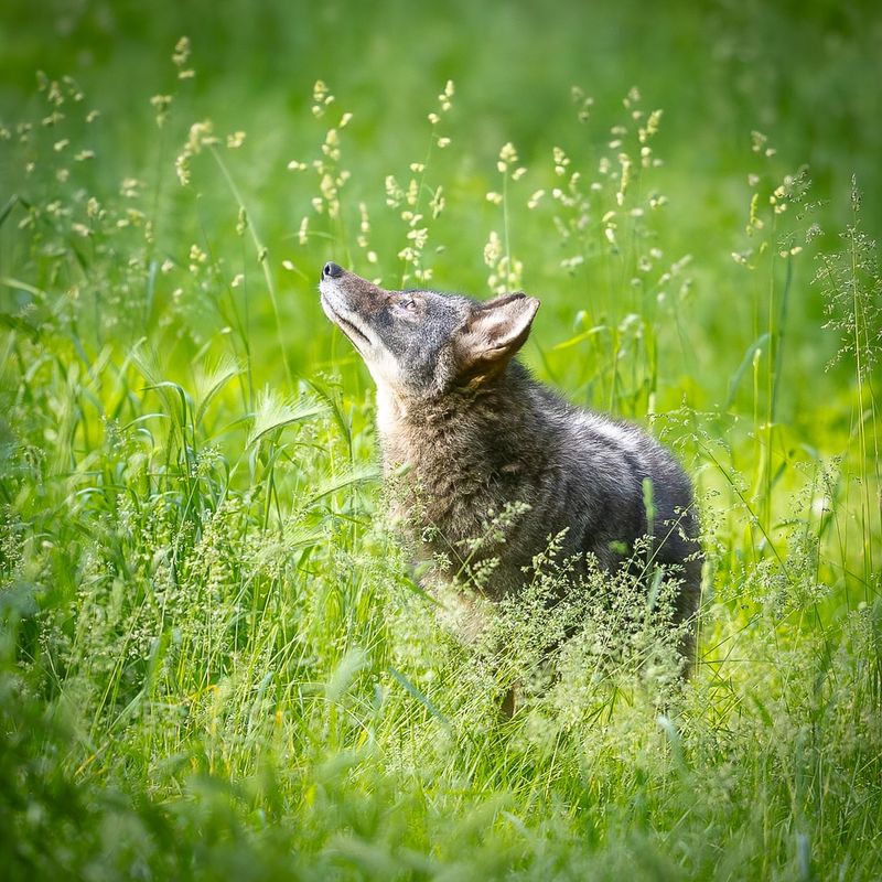 Coyotes: The Urban Survivors