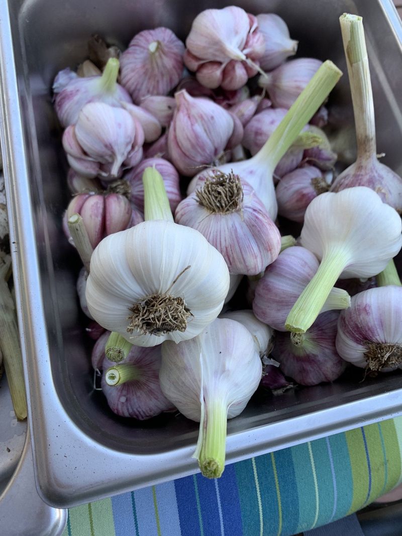13. Garlic